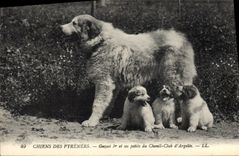 CPA Chiens des Pyrenees Gazost &Er et ses petits du Chenil Club d'Argeles Chien 