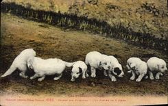 CPA Chiens des Pyrenees Une portee de 8 jours Chien 