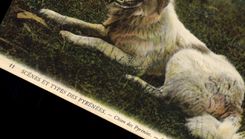 CPA Chiens Chien des Pyrenees