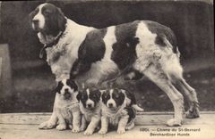 CPA Chiens du St Bernard Chien 