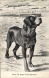 CPA Chiens Chien du Grand Saint Bernard