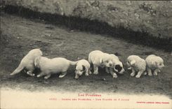 CPA Chien Chiens des Pyrenees Une portee de 8 jours 