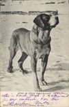 Vintage Postcard Dog of Large St Bernard Chiens