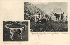 Vintage Postcard Dog Dogs Old people's home of Large St Bernard