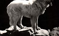 CPM Chien Chiens des Pyrenees 