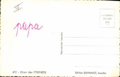 Modern Postcard Dog Dogs of the Pyrenees