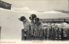 CPA Chien Chiens Bernardinerhunde 