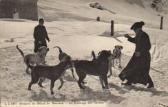 Vintage Postcard Dog Dogs Old people's home of Large St Bernard the raising of the dogs