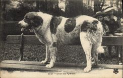 CPA Chien Chiens des Pyrenees 