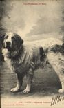 CPA Chien Chiens des Pyrenees Viscos 