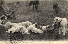 Vintage Postcard Dog Dogs of mountain Doors