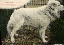 CPA Chien Chiens des Pyrenees Bambou 1er prix a l'exposition Canine de Toulouse 