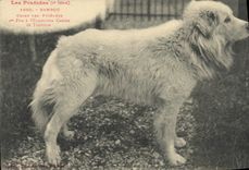 CPA Chien Chiens des Pyrenees Bambou 1er prix a l'exposition Canine de Toulouse 
