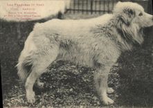 CPA Chien Chiens des Pyrenees Bambou 1er prix a l'exposition Canine de Toulouse 