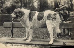 CPA Chien Chiens des Pyrenees 