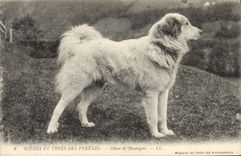 CPA Chien Chiens des Pyrenees Chien de montagne 