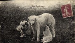 CPA Chien Chiens de montagne Pyrenees 