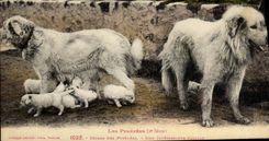 CPA Chien Chiens des Pyrenees Une interessante famille 