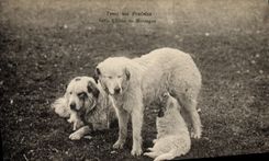 CPA Chien Chiens de montagne Pyrenees 