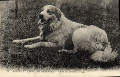 CPA Chien Chiens des Pyrenees 
