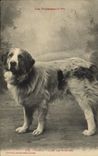 CPA Chien Chiens des Pyrenees Viscos