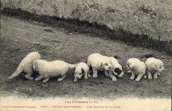 CPA Chien Chiens des Pyrenees Une portee de 8 jours 