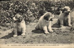 CPA Chien Petits Chiens de montagne du Chenil Club d'Argeles 