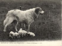 CPA Chien Chiens de montagne Pyrenees 