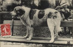 CPA Chien Chiens des Pyrenees Enfants 