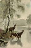 CPA Chasse Cerf Biches 