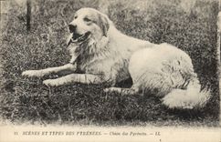 CPA Chien Chiens des Pyrenees 
