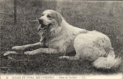 CPA Chien Chiens des Pyrenees 