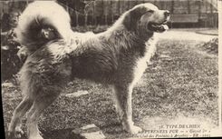 Vintage Postcard Chien of the Pyrenees Chiens Gazost 1st Kennels of the Club of the Pyrenees has Argeles