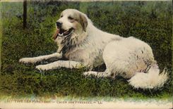 CPA Chien Chiens des Pyrenees 