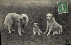 CPA Chien Chiens Pyrenees Le pere la mere et le fils 