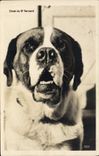 Vintage Postcard Dog of St Bernard Chiens