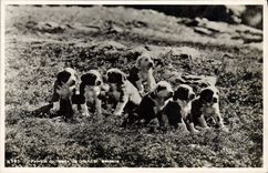 CPA Chien Famille de Chiens du Grand St Bernard 