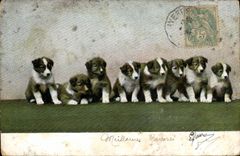 CPA Chien Chiens 
