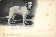 CPA Chien du Grand St Bernard Chiens 