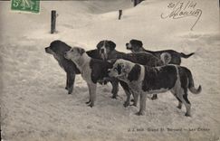 CPA Chien Chiens Grand St Bernard 