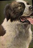 CPA Chien Chiens 
