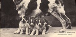 CPA Chien Chiens du St Bernard 