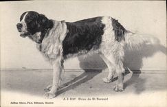 CPA Chien du St Bernard Chiens 