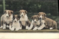 CPA Chien Chiens 