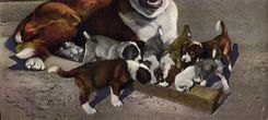 CPA Chien du St Bernard et sa nichee Chiens 