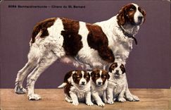 CPA Chien Chiens du St Bernard 