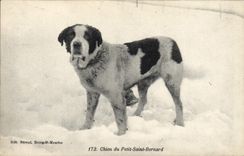 Vintage Postcard Dog of the Godly young saint Bernard Chiens
