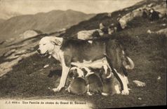 Vintage Postcard Dog a family of Dogs of Large St Bernard
