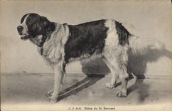 CPA Chien du St Bernard Chiens 