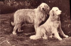 Vintage Postcard Dog Dogs Guards of the herds against the bear